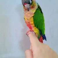 طوطی  گرینچیک دستی نر باتست یلوساید|پرنده|مشهد, کوی سیدی|دیوار