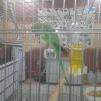 طوطی ملنگو سخن گو