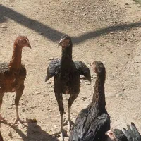 خروس و جوجه لاری|حیوانات مزرعه|زنجانرود, |دیوار