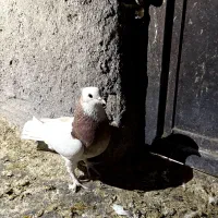 کله ای|پرنده|بم, |دیوار