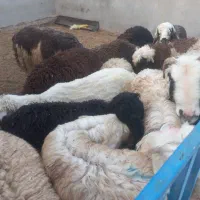 بره و میش وشیشک برای نذری وکشتار