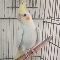 عروس هلندی نر