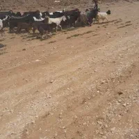 دام|حیوانات مزرعه|پلدختر, |دیوار