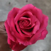 فروش عمده بوته گل رز هلندی - ۵۰ هزار تومان|گل و گیاه طبیعی|تبریز, |دیوار
