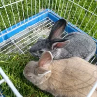 یک جفت خرگوش نر و ماده