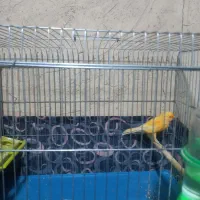 فروش قناری|پرنده|رونیز, |دیوار