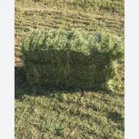 فروش یونجه خشک بدونه کپک چین دو