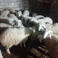 بره نر و ماده