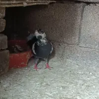 کبوتر ساده. مگسی نر و سوسکی