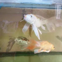 ماهی کوی|ماهی|مشهد, شهرآرا|دیوار