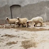 میش بره دار