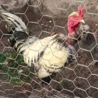 خروس گردن لخت و محلی