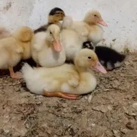 جوجه اردک یک ماهه دانه ۱۰۰ تمن