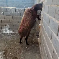 یک راس کاور افشاری|حیوانات مزرعه|تربت جام, کاریز نو سفلی|دیوار