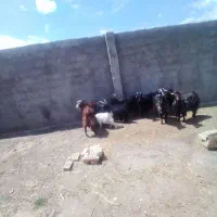 بز استاق اصلا نزایده دونه 14/5