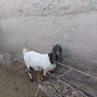 بز پاکستانی و مورسیا آبستن سنگین