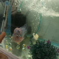 فلاور تایلندی|ماهی|قدس, شهر‌قدس|دیوار