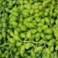 فروش غوره
