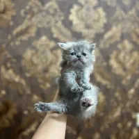 بچه گربه پرشین اصیل|گربه|بجنورد, |دیوار