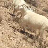 30عدد بز ابست 30روز دیگه میزاین|حیوانات مزرعه|کرمان, |دیوار