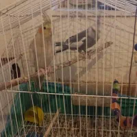 یک جفت عروس هلندی نر سخن گو|پرنده|یاسوج, |دیوار