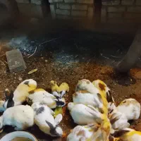 بچه خرگوش