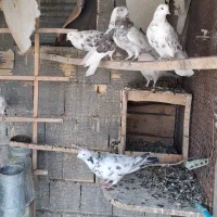 کبوتر فروشی|پرنده|داران, |دیوار