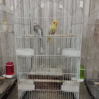 عروس هلندی کوتوله مرغ عشق