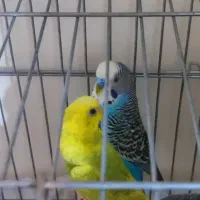یک جفت مرغ عشق رنگی