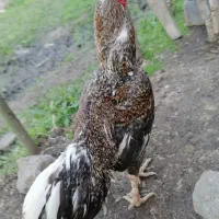 لاری کوکو هندی