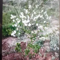 باغ ۷۵۰متری درخمین