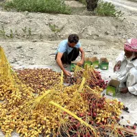خرمای محلی موجود
