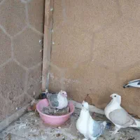 کبوتر بلژیکی