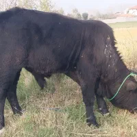 دوراس گوساله نر استثنایی سیمینتال و دورگ چالوسی|حیوانات مزرعه|کوچصفهان, |دیوار