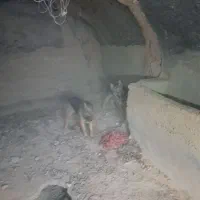 سگ ژرمن شپر