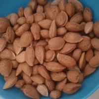 بادام درختی درشت
