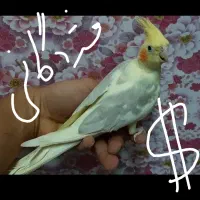 عروس هلندی لوتینو دوکت گمشده در نسیم شهر