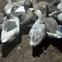 غاز|حیوانات مزرعه|هشترود, |دیوار