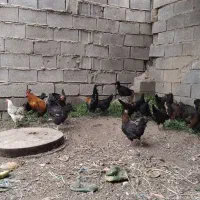 مرغ عربی
