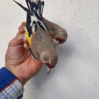 سهره تازه گیر|پرنده|بندر انزلی, بی بی حوریه|دیوار