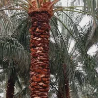 خرما پنج کیلویی درجه ۲