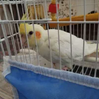 عروس هلندی دستی|پرنده|شاهین دژ, |دیوار