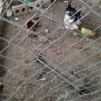 مرغ گلین تخم گزار  و خروس گلین ریشی با جوجه