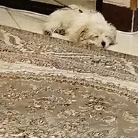 سگ لطفا خریدار واقعی تماس بگیره