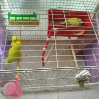 مرغ عشق همراه با دو تا جوجه