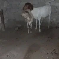 بره با چوک اغوس