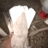 زرد دوم سفید گوهگ