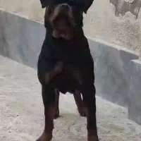 ماده روت کیفیت فول ۲ سال کن دوگو ژرمن دوبرمن