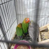 عروس هلندی فنچ سره مرغ عشق قناری کفتر|پرنده|نجف‌آباد, گلدشت|دیوار