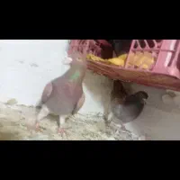 کبوتر|پرنده|جغتای, |دیوار